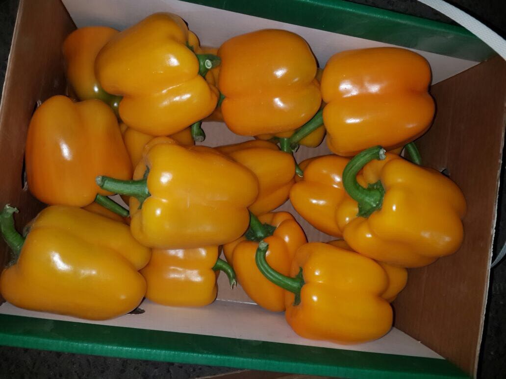 pepper Eltayseer For Import & Export