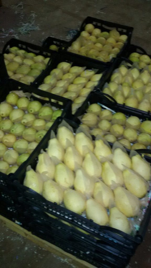 guava Eltayseer For Import & Export
